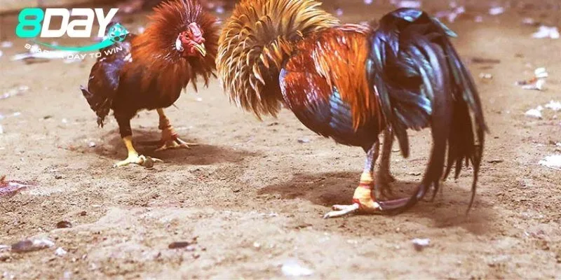 Đá gà cựa sắt có gì đặc biệt mà thu hút nhiều người chơi?