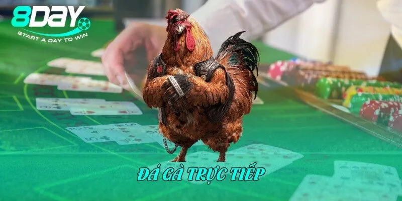 Đá gà trực tiếp