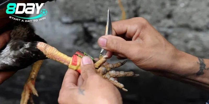 Kinh nghiệm chơi đá gà cựa dao dễ thắng, đơn giản